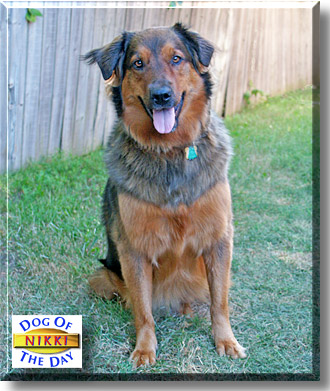 Nikki, the Dog of the Day
