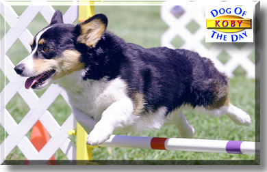 Koby, the Dog of the Day