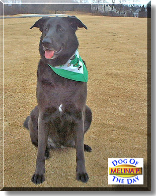 Melina P., the Dog of the Day