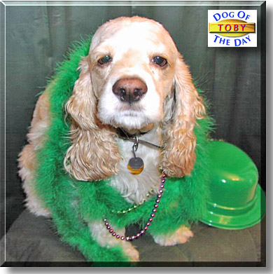 Toby, the Dog of the Day