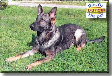 Dutch, the Dog of the Day