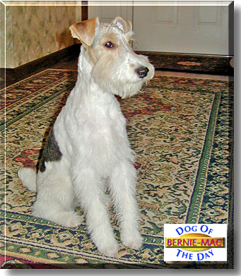 Bernie-Mac, the Dog of the Day