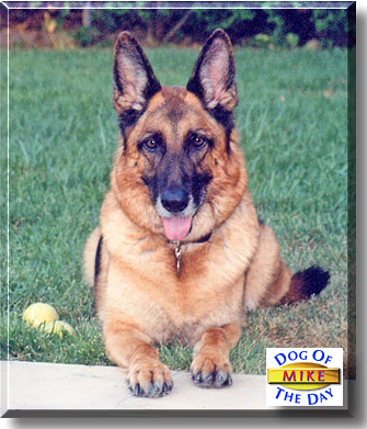 Mike, the Dog of the Day