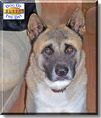 Bubba, the Dog of the Day