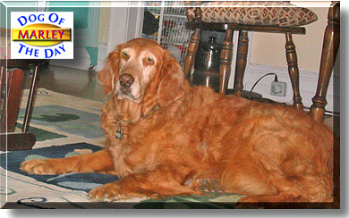 Marley, the Dog of the Day