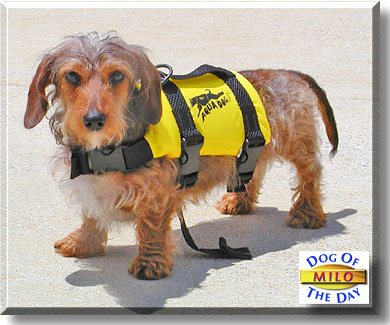 Milo, the Dog of the Day