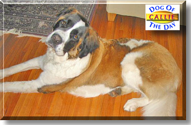 Callie, the Dog of the Day