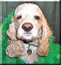 Toby