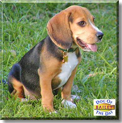 Bailey, the Dog of the Day