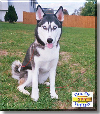 Sky, the Dog of the Day