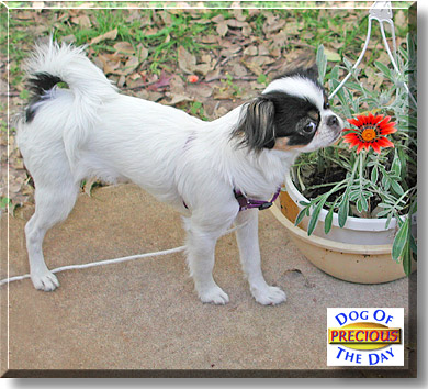 Precious, the Dog of the Day