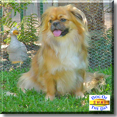 Shai, the Dog of the Day