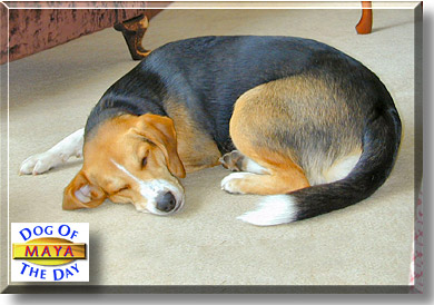 Maya, the Dog of the Day