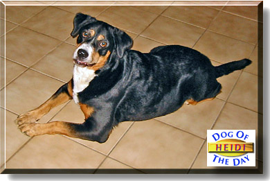 Heidi, the Dog of the Day