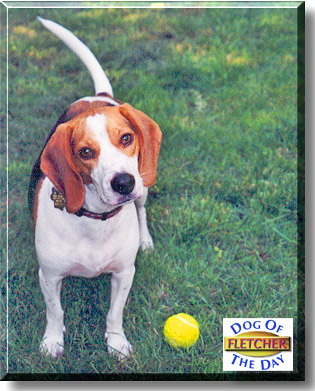Fletcher, the Dog of the Day