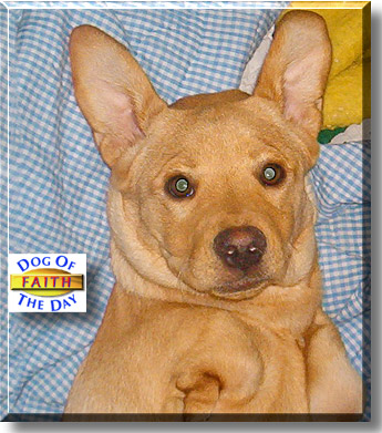 Faith, the Dog of the Day