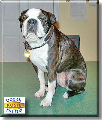 Rosie, the Dog of the Day