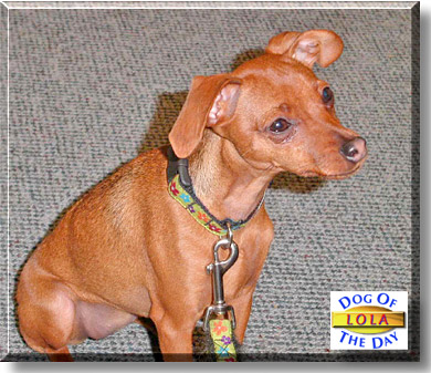 Lola, the Dog of the Day