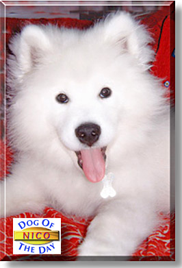 Nico, the Dog of the Day