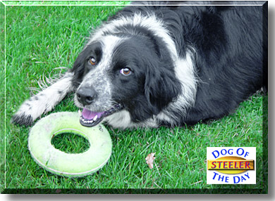 Steeler, the Dog of the Day