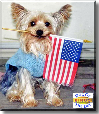 Bingo, the Dog of the Day