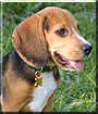 Bailey