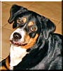 Heidi