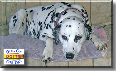 Dottie, the Dog of the Day