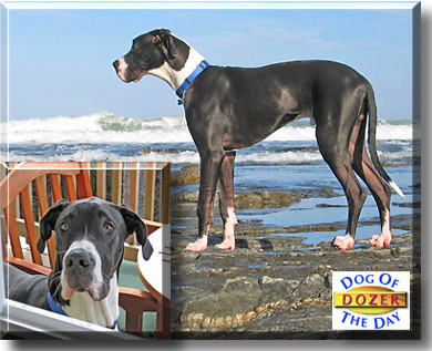 Dozer, the Dog of the Day