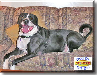 Spencer, the Dog of the Day