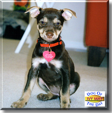 Ivy May, the Dog of the Day