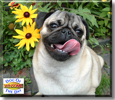 Winsome, the Dog of the Day