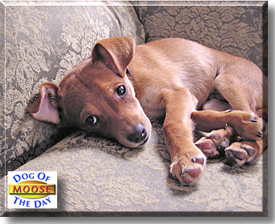 Moose, the Dog of the Day