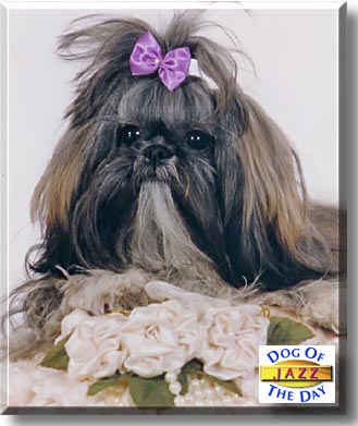 Jazz, the Dog of the Day