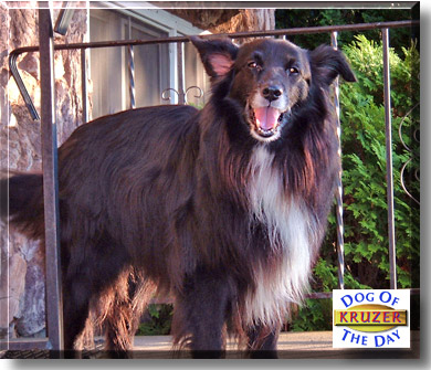 Kruzer, the Dog of the Day