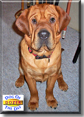 Dozer, the Dog of the Day