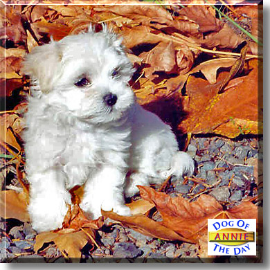 Annie, the Dog of the Day