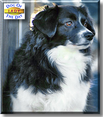 Lady, the Dog of the Day