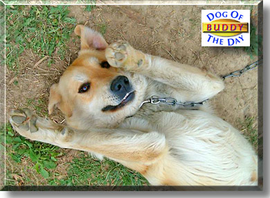 Buddy, the Dog of the Day