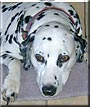 Dottie