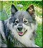 Darja