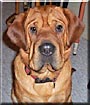 Dozer
