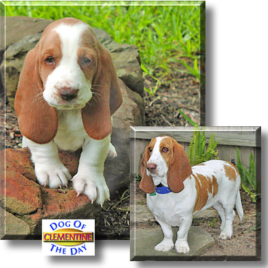 Clementine, the Dog of the Day