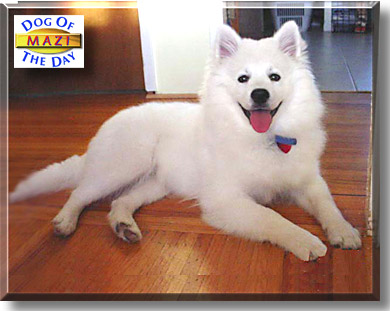 Mazi, the Dog of the Day