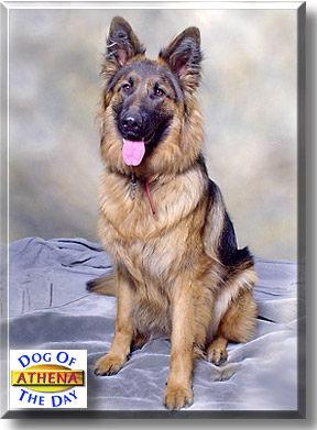 Athena, the Dog of the Day