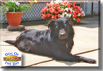 Bella Chica, the Dog of the Day