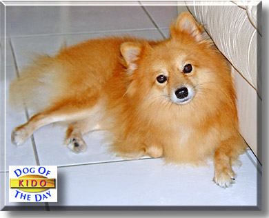 Kido, the Dog of the Day