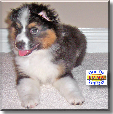 Emma, the Dog of the Day