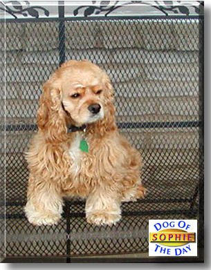 Sophie, the Dog of the Day