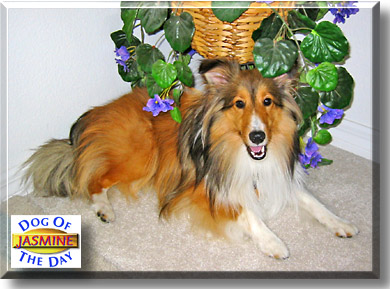 Jasmine, the Dog of the Day